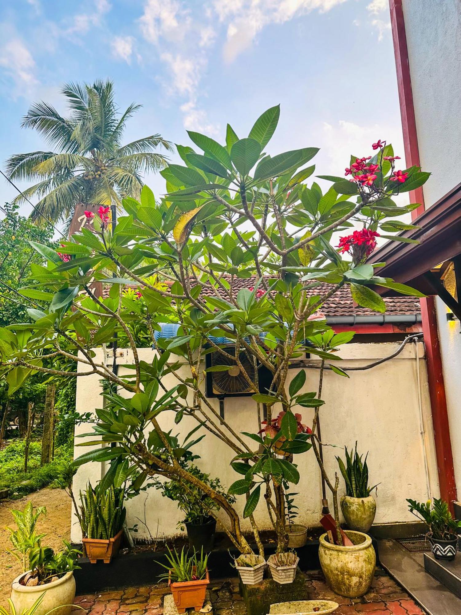 New Panda House Hotel Galle Exterior photo